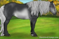 Horse Color:Silver Brown Chinchilla 