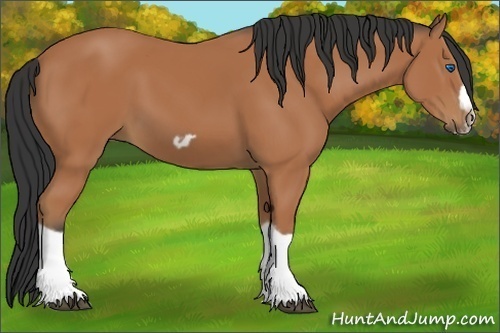 Horse Color:Bay Splash Frame 