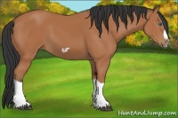 Horse Color:Bay Splash Frame 