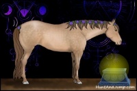 Horse Color:Bay Pearl 