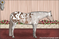 Horse Color:White Spotted Liver Chestnut Appaloosa