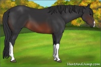 Horse Color:Brown 