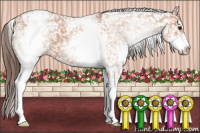 Horse Color:White Spotted Bay Appaloosa 