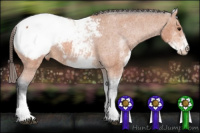 Horse Color:White Spotted Bay Appaloosa