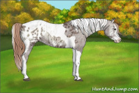 Horse Color:Red Onyx Ice Splash Tobiano Appaloosa 