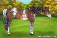 Horse Color:White Spotted Bay Rabicano