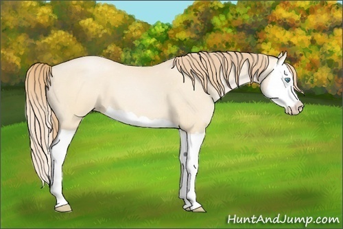 Horse Color:Buckskin Pearl Splash