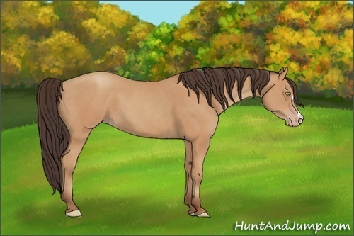 Horse Color:Amber Champagne 
