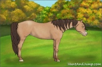 Horse Color:Amber Champagne