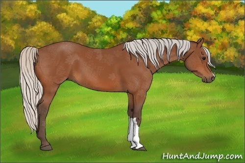 Horse Color:Silver Bay