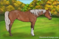 Horse Color:Silver Bay 