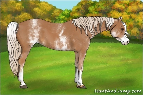 Horse Color:White Spotted Chestnut