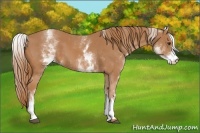 Horse Color:White Spotted Chestnut
