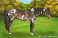 Horse Color:White Spotted Liver Chestnut 