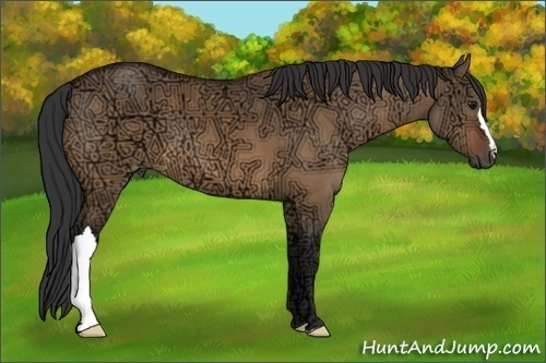 Horse Color:Bay Ice Dun 