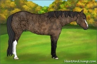 Horse Color:Bay Ice Dun 