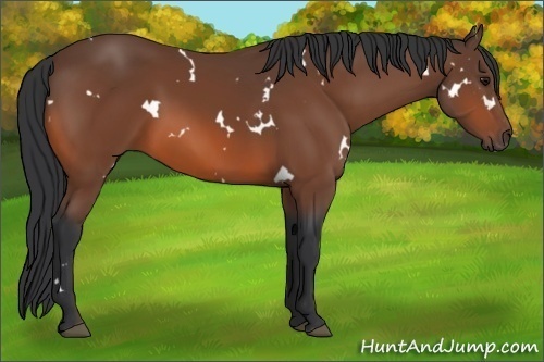 Horse Color:White Spotted Bay