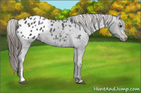 Horse Color:Smoky Black Appaloosa 
