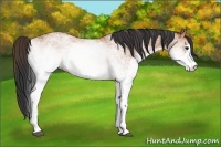 Horse Color:White Spotted Bay 