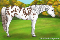 Horse Color:Chestnut Blanket Rabicano 