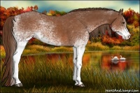 Horse Color:White Spotted Chestnut
