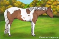 Horse Color:Silver Bay Tobiano