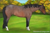 Horse Color:Bay Roan 