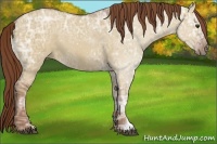Horse Color:Red Dun Ice 