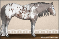 Horse Color:White Spotted Brown Splash Appaloosa 