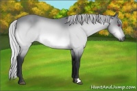 Horse Color:Silver Bay Chinchilla