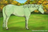 Horse Color:Watercolor Palomino 