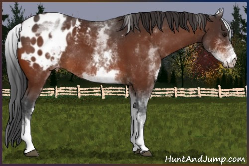Horse Color:White Spotted Bay Appaloosa Rabicano