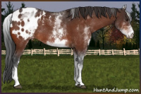 Horse Color:White Spotted Bay Appaloosa Rabicano