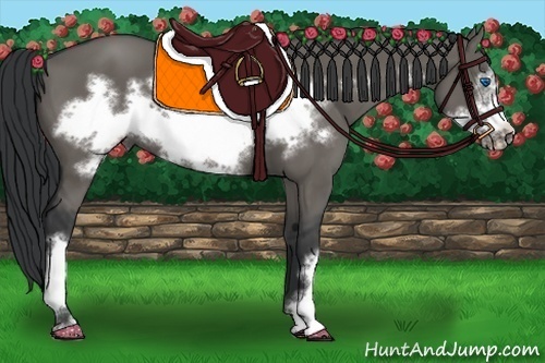 Horse Color:Grullo Frame