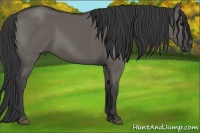 Horse Color:Grullo