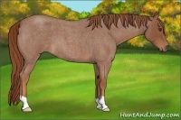 Horse Color:Red Roan 