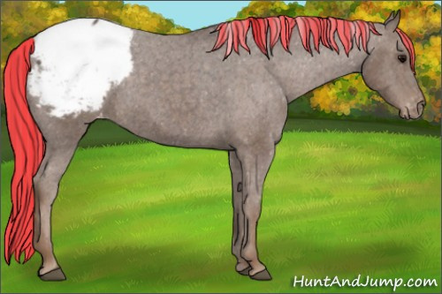 Horse Color:Painted Silver Black Appaloosa 