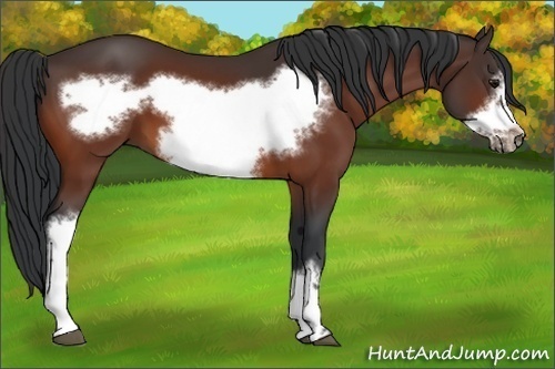 Horse Color:Bay Frame
