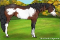 Horse Color:Bay Frame 