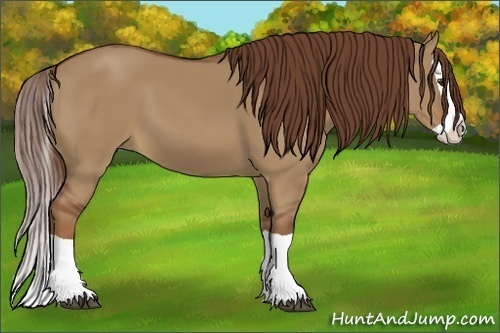 Horse Color:Red Dun Splash 