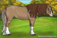 Horse Color:Red Dun Splash 