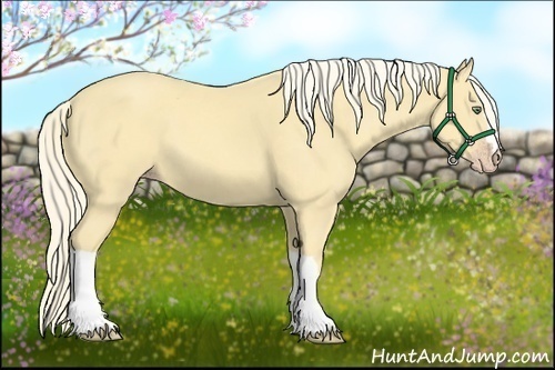 Horse Color:Gold Cream Champagne 
