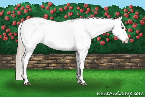 Horse Color:Palomino Appaloosa 