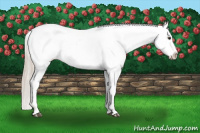 Horse Color:Palomino Appaloosa