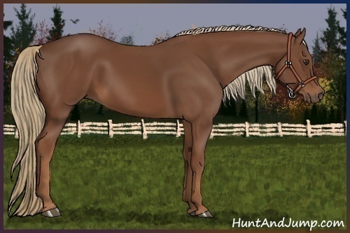 Horse Color:Chestnut 