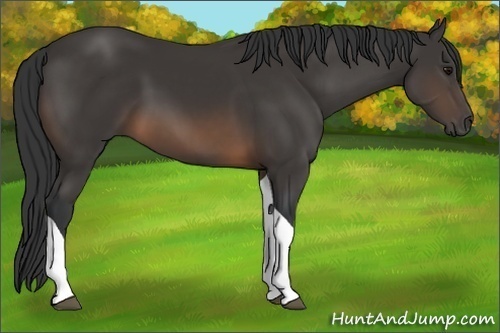 Horse Color:Buckskin Tobiano 