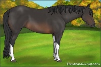 Horse Color:Buckskin Tobiano 