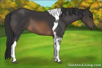 Horse Color:Buckskin Tobiano
