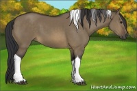 Horse Color:Buckskin Dun Tobiano 