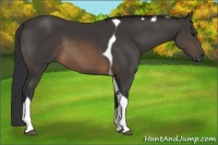 Horse Color:Buckskin Tobiano 